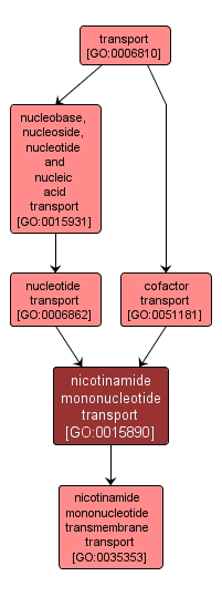 GO:0015890 - nicotinamide mononucleotide transport (interactive image map)