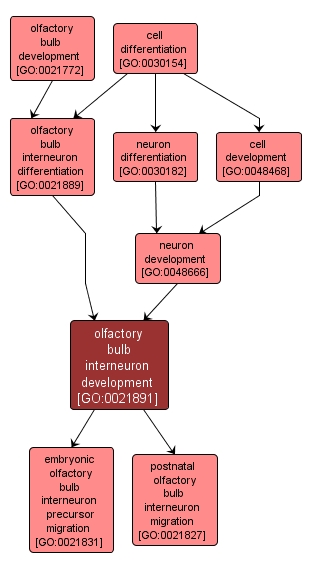 GO:0021891 - olfactory bulb interneuron development (interactive image map)