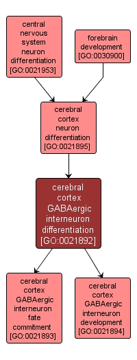GO:0021892 - cerebral cortex GABAergic interneuron differentiation (interactive image map)