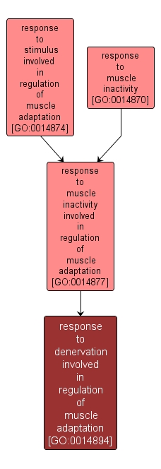 GO:0014894 - response to denervation involved in regulation of muscle adaptation (interactive image map)