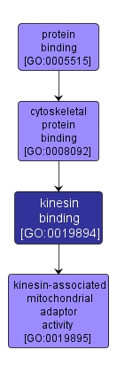 GO:0019894 - kinesin binding (interactive image map)