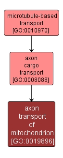 GO:0019896 - axon transport of mitochondrion (interactive image map)