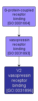 GO:0031896 - V2 vasopressin receptor binding (interactive image map)