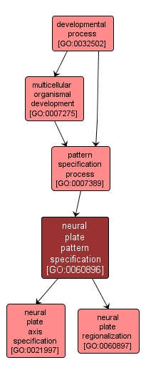 GO:0060896 - neural plate pattern specification (interactive image map)