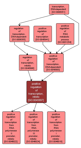 GO:0045897 - positive regulation of transcription, mitotic (interactive image map)