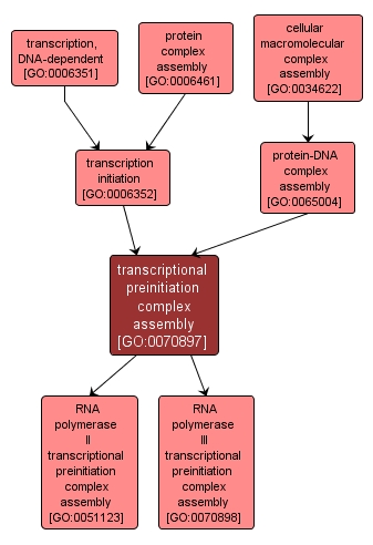 GO:0070897 - transcriptional preinitiation complex assembly (interactive image map)