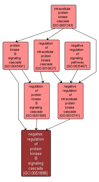 GO:0051898 - negative regulation of protein kinase B signaling cascade (interactive image map)