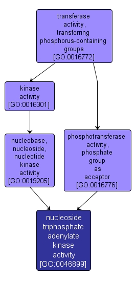 GO:0046899 - nucleoside triphosphate adenylate kinase activity (interactive image map)