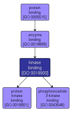 GO:0019900 - kinase binding (interactive image map)