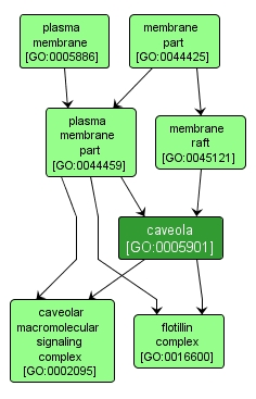 GO:0005901 - caveola (interactive image map)