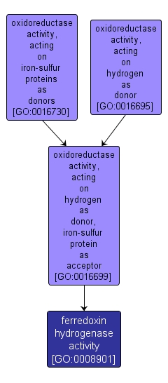 GO:0008901 - ferredoxin hydrogenase activity (interactive image map)