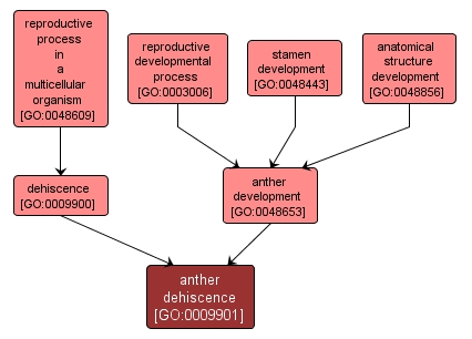 GO:0009901 - anther dehiscence (interactive image map)