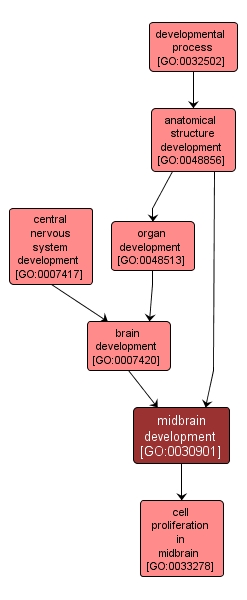 GO:0030901 - midbrain development (interactive image map)