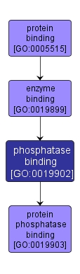 GO:0019902 - phosphatase binding (interactive image map)