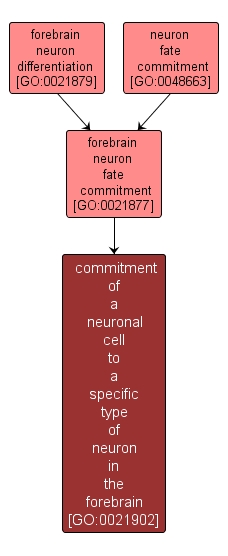 GO:0021902 - commitment of a neuronal cell to a specific type of neuron in the forebrain (interactive image map)