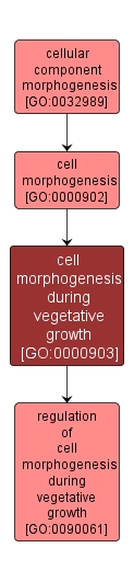 GO:0000903 - cell morphogenesis during vegetative growth (interactive image map)