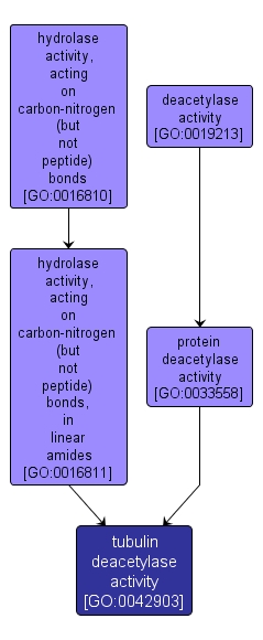 GO:0042903 - tubulin deacetylase activity (interactive image map)