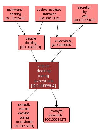 GO:0006904 - vesicle docking during exocytosis (interactive image map)
