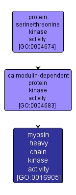 GO:0016905 - myosin heavy chain kinase activity (interactive image map)
