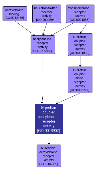 GO:0016907 - G-protein coupled acetylcholine receptor activity (interactive image map)