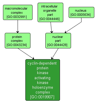 GO:0019907 - cyclin-dependent protein kinase activating kinase holoenzyme complex (interactive image map)