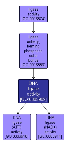 GO:0003909 - DNA ligase activity (interactive image map)