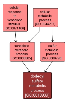 GO:0018909 - dodecyl sulfate metabolic process (interactive image map)
