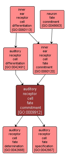 GO:0009912 - auditory receptor cell fate commitment (interactive image map)