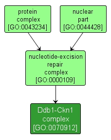GO:0070912 - Ddb1-Ckn1 complex (interactive image map)