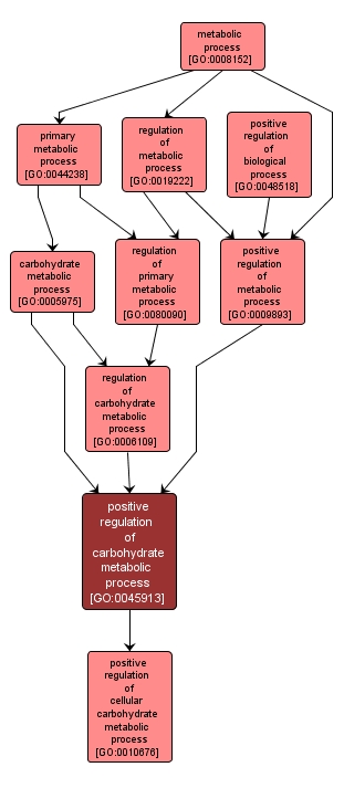 GO:0045913 - positive regulation of carbohydrate metabolic process (interactive image map)