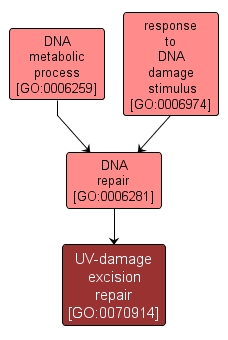 GO:0070914 - UV-damage excision repair (interactive image map)
