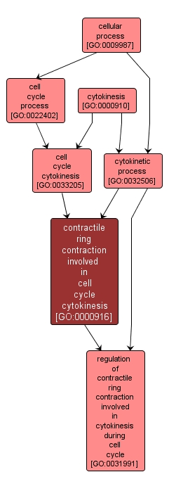 GO:0000916 - contractile ring contraction involved in cell cycle cytokinesis (interactive image map)