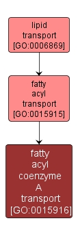 GO:0015916 - fatty acyl coenzyme A transport (interactive image map)