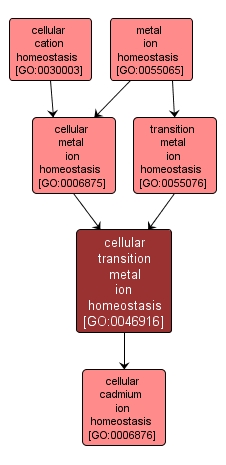 GO:0046916 - cellular transition metal ion homeostasis (interactive image map)