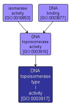 GO:0003917 - DNA topoisomerase type I activity (interactive image map)