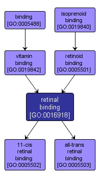 GO:0016918 - retinal binding (interactive image map)