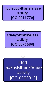 GO:0003919 - FMN adenylyltransferase activity (interactive image map)