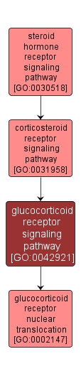GO:0042921 - glucocorticoid receptor signaling pathway (interactive image map)