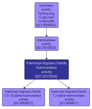 GO:0015924 - mannosyl-oligosaccharide mannosidase activity (interactive image map)