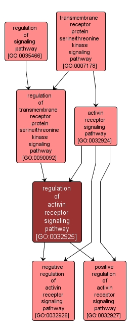 GO:0032925 - regulation of activin receptor signaling pathway (interactive image map)