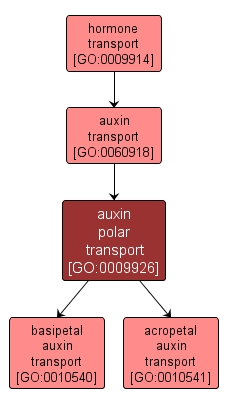 GO:0009926 - auxin polar transport (interactive image map)