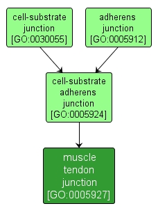GO:0005927 - muscle tendon junction (interactive image map)