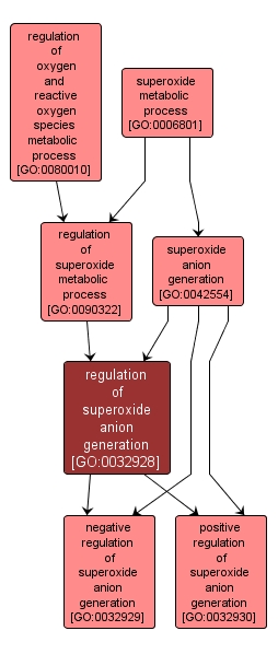 GO:0032928 - regulation of superoxide anion generation (interactive image map)