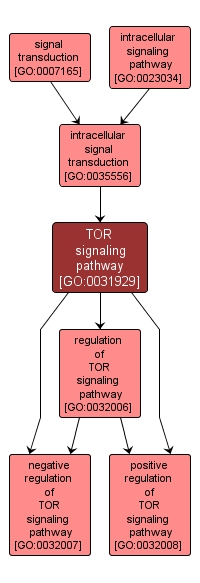 GO:0031929 - TOR signaling pathway (interactive image map)