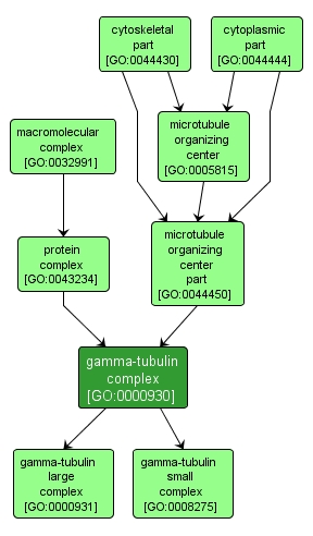GO:0000930 - gamma-tubulin complex (interactive image map)