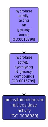 GO:0008930 - methylthioadenosine nucleosidase activity (interactive image map)