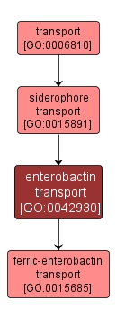 GO:0042930 - enterobactin transport (interactive image map)