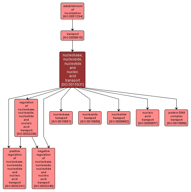 GO:0015931 - nucleobase, nucleoside, nucleotide and nucleic acid transport (interactive image map)