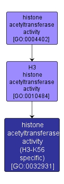 GO:0032931 - histone acetyltransferase activity (H3-K56 specific) (interactive image map)