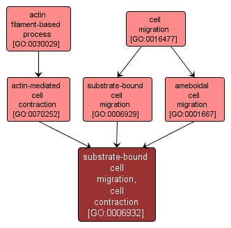 GO:0006932 - substrate-bound cell migration, cell contraction (interactive image map)
